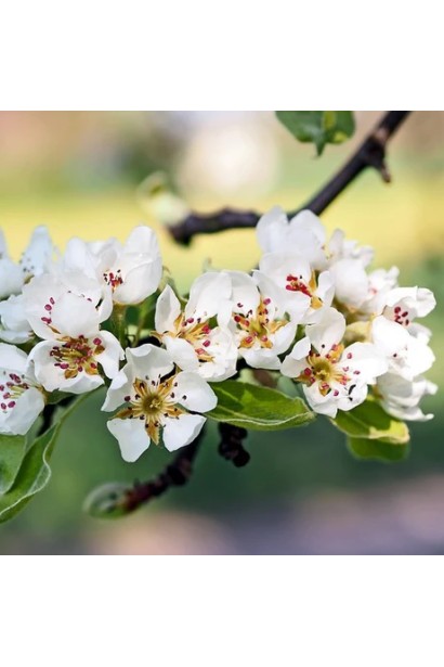 Груша азійська ‘Чоюро’  в суцвітті